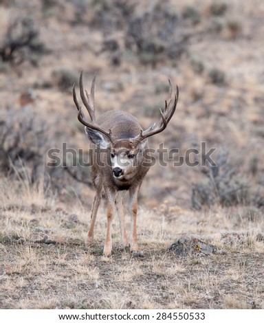 Mule Deer during rut, looking toward a group of females