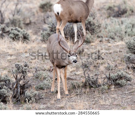 Mule Deer buck with female mule deer in background