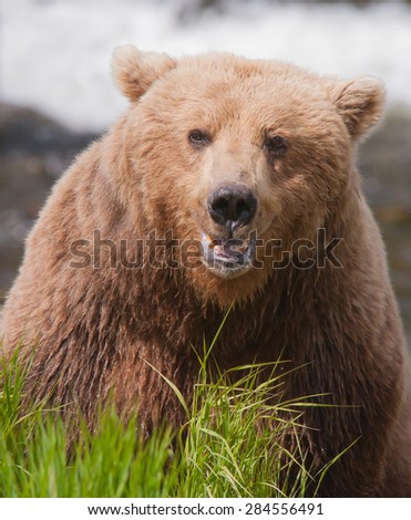 A brown bear coming over a hill, approaching photographer