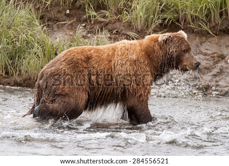 A brown bear plunges into a river to get a salmon