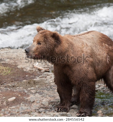 An alert brown bear watching intently as another brown bear approaches; looking to the left