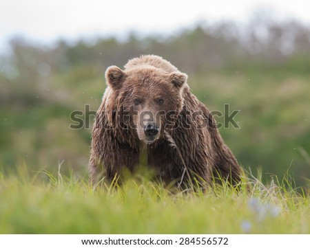 A large brown bear coming over a rise toward photographer