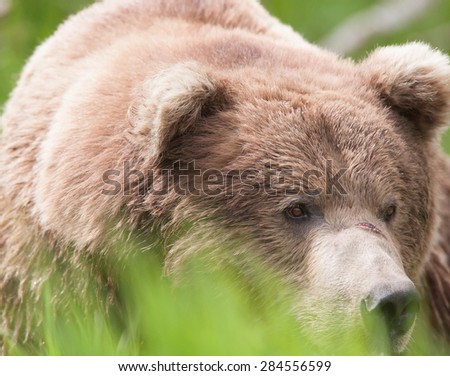 Close up of a brown bear approaching through tall grass, partially hidden