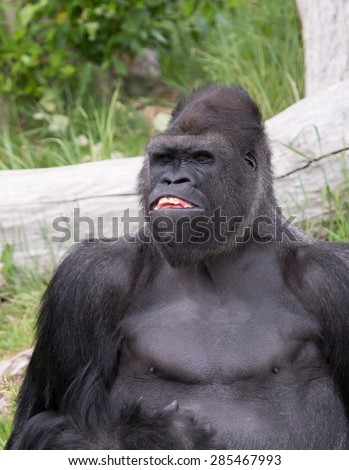 A large gorilla appears to be smiling at a crowd of people