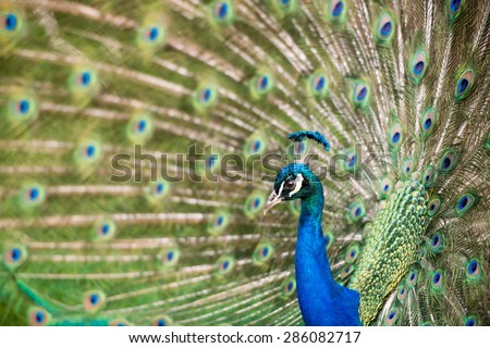 A male peacock with feathers on full display; profile