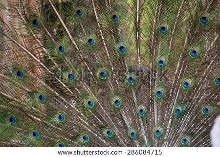 Peacock feathers on full display; full frame