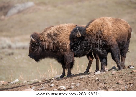 Two bison silhouetted against the landscape; looking in the same direction to the left of the frame; full body profile