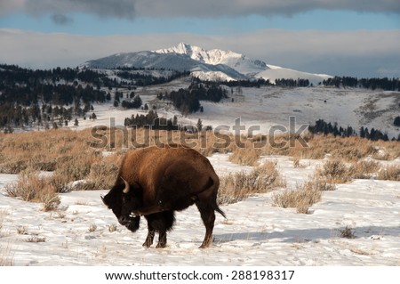A bison scratching his head with mountains and snow in the background