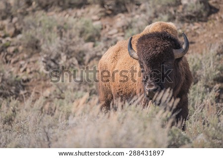 A bison stands behind some sagebrush looking at photographer