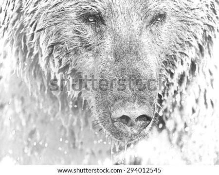 Drawing of a brown bear close up head shot; artistic intent