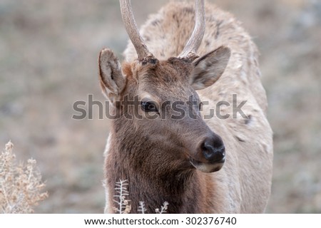 Close up landscape layout of a spike bull elk; facing to the right of the frame
