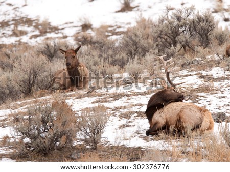 A bull elk scratching his back with a cow elk in the background