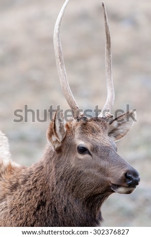 Close up portrait of a spike bull elk; looking to the right of the frame; head shot