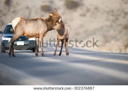 Editorial content; A cow elk and her calf stop in the middle of the road, as a car stops to wait for them to move