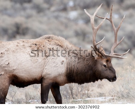 A bull elk with a broken nose and large antlers; profile