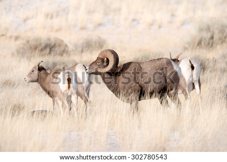 A male big horn sheep with several ewes around him; looking to the left of the frame