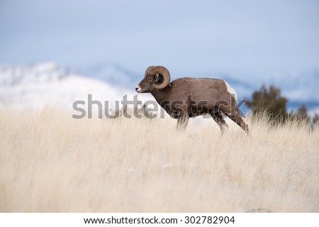 Profile portrait of a male big horn sheep (ram); full body profile; walking and facing to the left of the frame
