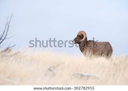 Profile of a big horn sheep ram standing on a hillside; facing to the left of the frame; full body