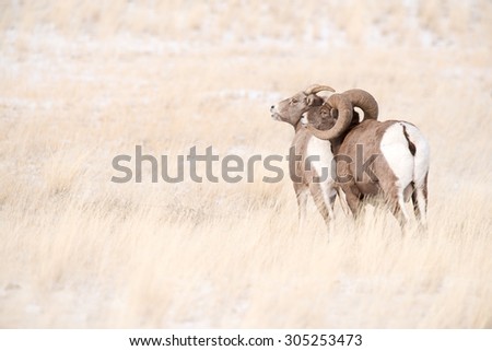 A ram and a ewe big horn sheep standing together; looking the same direction; facing left