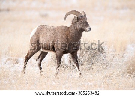 A young big horn sheep ram walking into the frame from the left; facing right; full body; motion