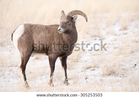 A young big horn sheep ram looking over his shoulder at more sheep behind him; full body