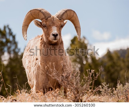 Close up of a big horn sheep ram looking at photographer