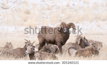 A big horn sheep ram standing in the middle of some ewes with his head lifted scenting the air