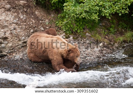 A brown bear waits on the edge of a river for salmon to jump