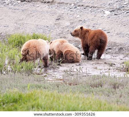 Three brown bear cubs foraging for sedge in the mud near the edge of a beach in Alaska