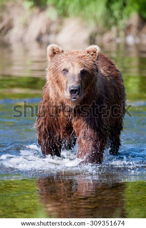 Alaskan brown bear as he\'s wading through a river in search of salmon