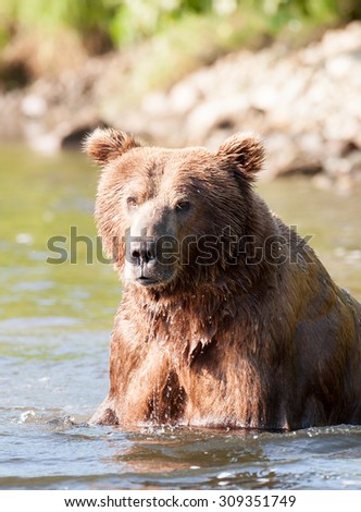 A close up of an Alaskan brown bear as he\'s wading through a river in search of salmon