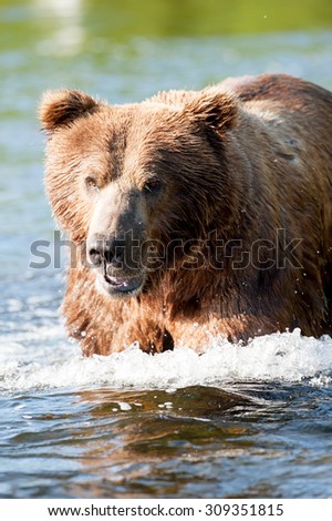 A close up of an Alaskan brown bear as he's wading through a river in search of salmon