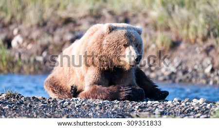 An adult brown bear lying on a rock island in the middle of a river watching for salmon