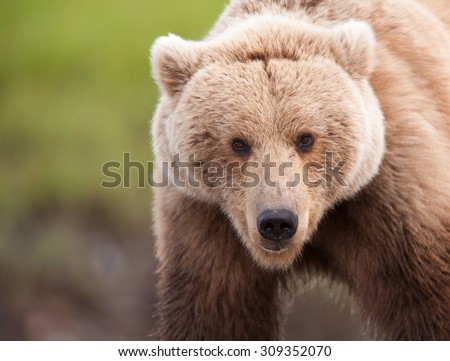 Close up of a beautiful brown bear looking back at photographer in Alaska.