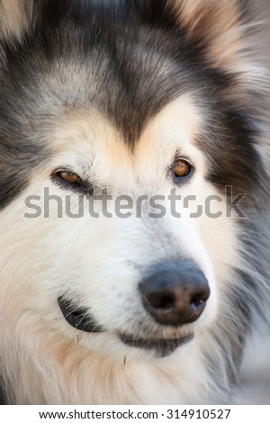 A beautiful Alaskan Malamute dog looking at photographer; full face image