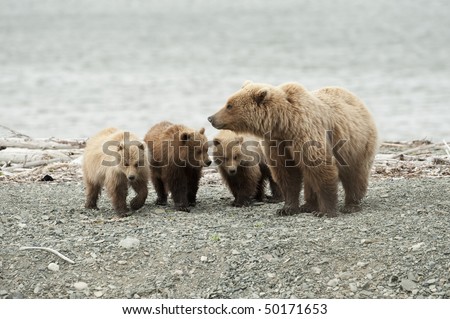 A mother brown bear with her three cubs.