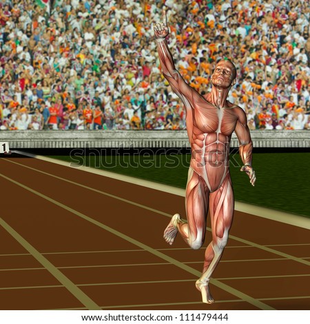 3D rendering of the muscle structure of a Sportles with victory pose