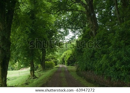 Road under Tree Canopy