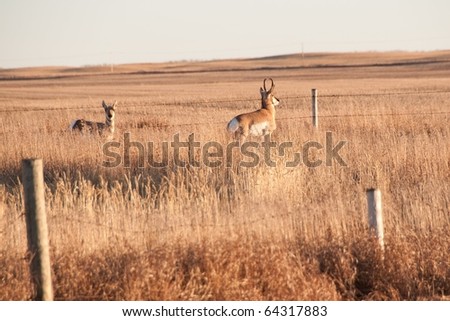 Antelope Running in Field