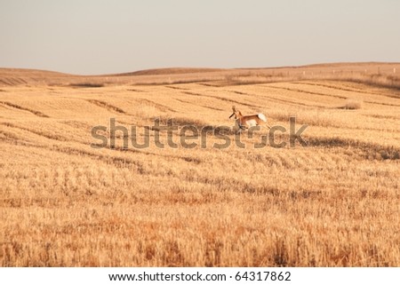 Antelope Running in Field