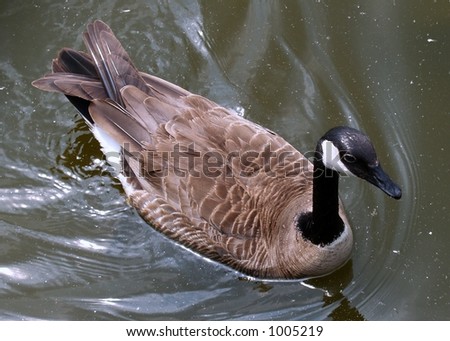 Duck, Powatomie Park, Lake Charles, IL