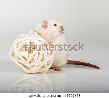 large and well-fed white rat