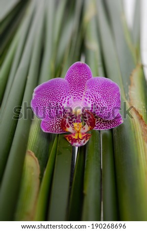 Single pink orchid with Long leaf texture