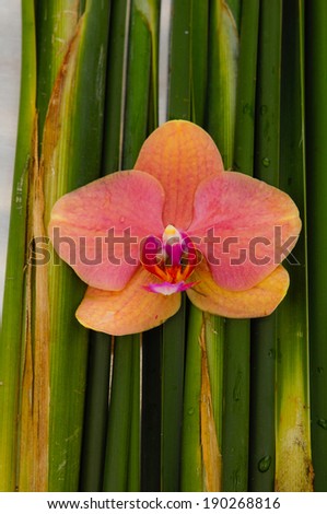orchid on Long green leaf