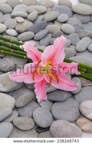 Pink lily and bamboo grove on gray stones