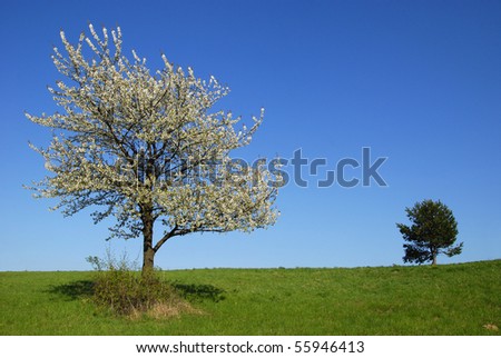 spring landscape with tree with the single decorated with flowers on the slope