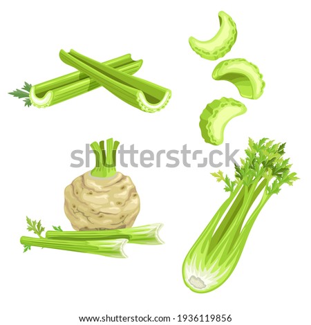 Celery set. Cartoon style. Root and stem, whole and cut. Farm fresh vegetable icons. Vector illustrations isolated on white background.