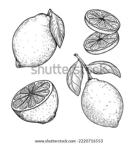 Hand drawn sketch style lemons set. Whole and sliced citrus fruit. Best for package and menu designs. Vector illustrations.