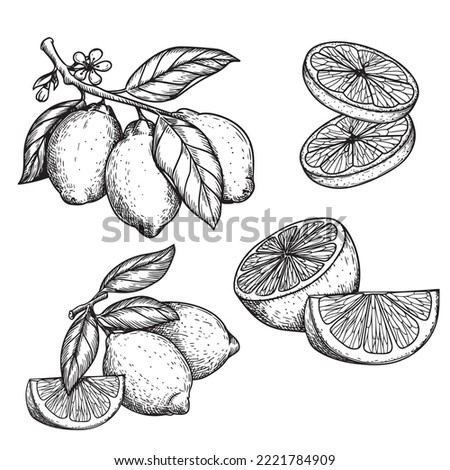 Hand drawn sketch style lemons set. Whole and sliced citrus fruit. Best for package and menu designs. Vector illustrations.