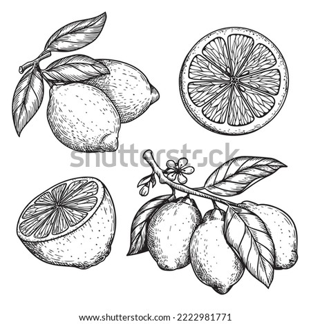 Hand drawn sketch style lemons set. Whole and sliced citrus fruit. Best for package and menu designs. Vector illustrations.